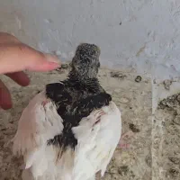 جوجه یال سیاه