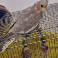 جوجه عروس هلندی|پرنده|لاهیجان, کوی خزر|دیوار