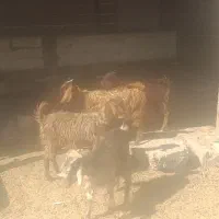 کهره ترکی|حیوانات مزرعه|شیراز, بید زرد|دیوار