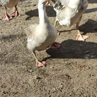 تخم نطفه دار قو غاز