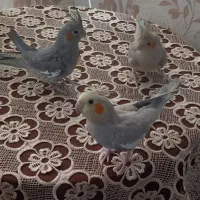 جوجه عروس هلندی 1 و 6 ماهه