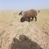 کودگوسفند