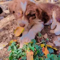 توله شتیتزو