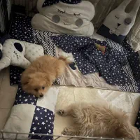 پامر|سگ|کرج, باغستان|دیوار