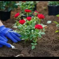 اجراوامورباغبانیوفضایسبز