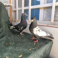 نروماده سینه ای