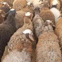 گوسفند بره ریز و چاق