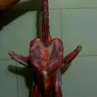 بوقلمون محلی نر قیمت مناسب کُلی و جزئی|حیوانات مزرعه|شاندرمن, |دیوار