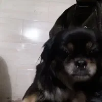 سگ خانگی|سگ|فردیس, قریشی|دیوار