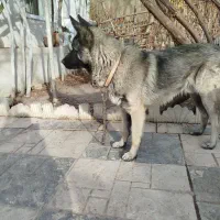 ژرمن مالینویز|سگ|بومهن, |دیوار