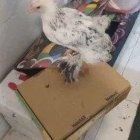 جوجه برهما ۴ ماهه