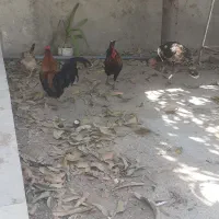 بوقلمون و خروس در بندر ریگ|حیوانات مزرعه|ریگ, |دیوار