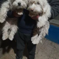 واگذاری دوتا توله پاپی|سگ|داران, |دیوار