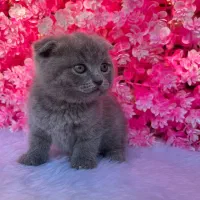 گربه رنگ خاکستری نژاد اسکاتیش فلد|گربه|آمل, |دیوار