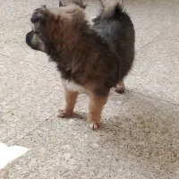 سگ پامر اصل