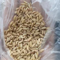 فروش گندم بذری دیم