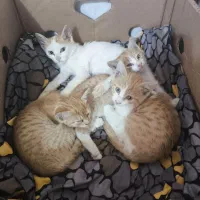 واگذاری بچه گربه