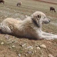 سگ گله معاوضه با سگ نگهبان|سگ|کشاورز, |دیوار