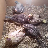 فروش طوطی عروس و طوطی برزیلی|پرنده|آستارا, |دیوار