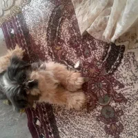 پاکوتاه ماده
