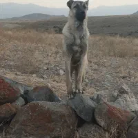 سگ ماده|سگ|مشگین شهر, |دیوار