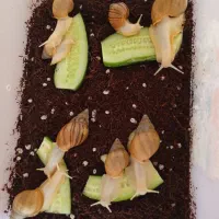 فروش حلزون و خاویار حلزون