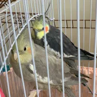 عروس هلندی