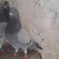 جفت جوجه نسل دار