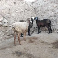 بره نرودماده چینی ۲قلو|حیوانات مزرعه|کوهدشت, |دیوار