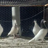 فروش کبوتر هوایی دونه ای ۵۰۰هزارتومان|پرنده|شیراز, شهرک مهرگان|دیوار