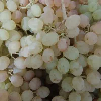 انگورطبیعی