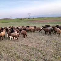 بره نر کشتاری