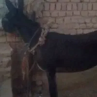 فروش کره الاغ ماده نزاییده دو ساله|حیوانات مزرعه|کاشان, پارک لاله|دیوار