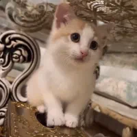 گربه خانگی نر
