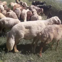 یک عدد قوچ سنجابی درجه یک