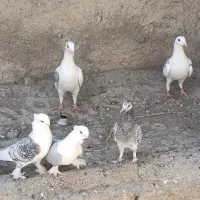 کفتر