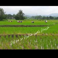 خریدار-زمین-شالیزار-در-سراوان