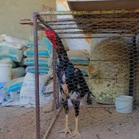 جوجه خروس لاری اوشامو 8ماهه