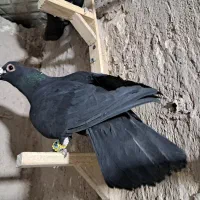 کلاغ گوک تبعیدی|پرنده|کرمان, |دیوار