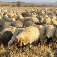 گوسفند زنده