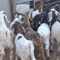 10راس بزغاله دورگ پاکستانی شیرمست موقعیت بردسکن|حیوانات مزرعه|مشهد, رباط طرق|دیوار