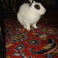 خرگوش  نر سفید مشکی.