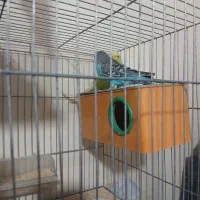 یک جفت مرغ عشق مولد به شرط تخم گذاری