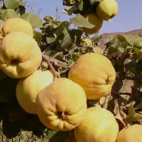 نهال به اصفهان|خدمات باغبانی و درختکاری|نطنز, |دیوار