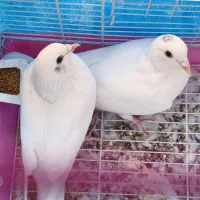 جفت سفیدِ اوج‌رو خوش‌پر،خوش‌اُفت، آمادهٔ خط‌پرواز|پرنده|شاهین‌شهر, عطار|دیوار