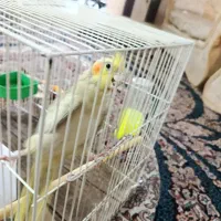 عروس هلندی