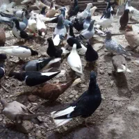 سیاپوش دمبی طوقی ...