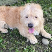 سگ پاکوتا حرف گوش‌کن