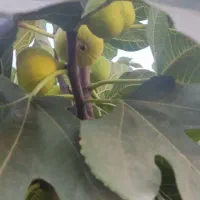 ویلا خونه باغ زیتون طارم.|فروش خانه و ویلا|طارم, |دیوار