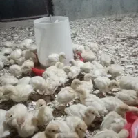 فروش جوجه بوقلمون گوشتی بیوتی6 فوق سنگین